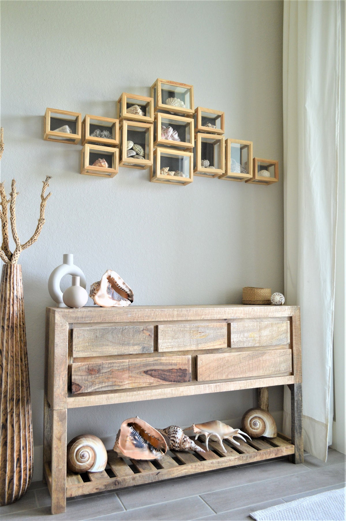 CARIBBEAN TRITON TRUMPET *All Sizes* Display Seashell Coastal Beach Home Décor