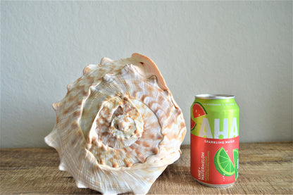 Queen Helmet Seashell Pick Size 5-9" Beach Nautical Décor Table Display Shell Gift