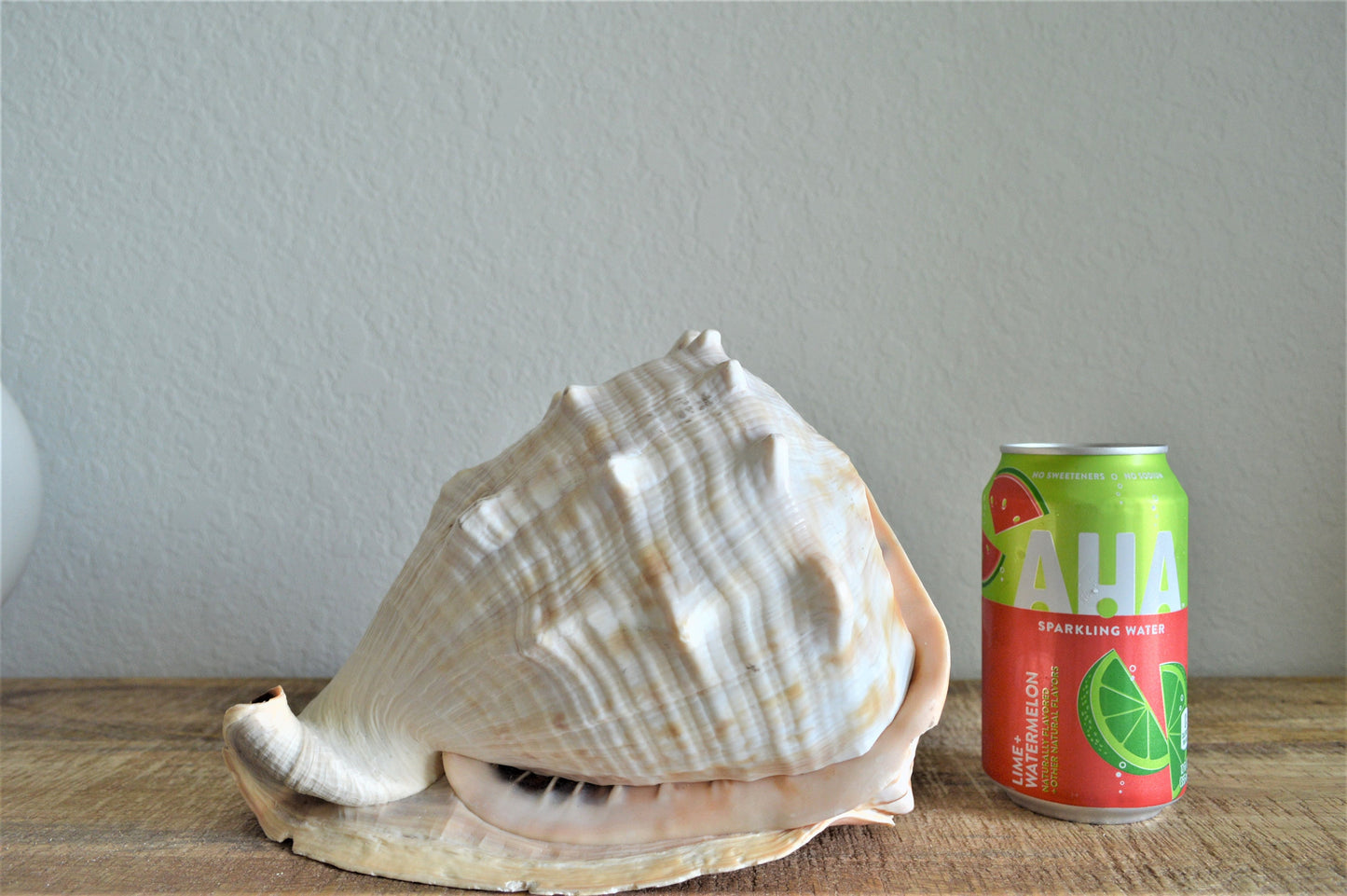 Queen Helmet Seashell Pick Size 5-9" Beach Nautical Décor Table Display Shell Gift