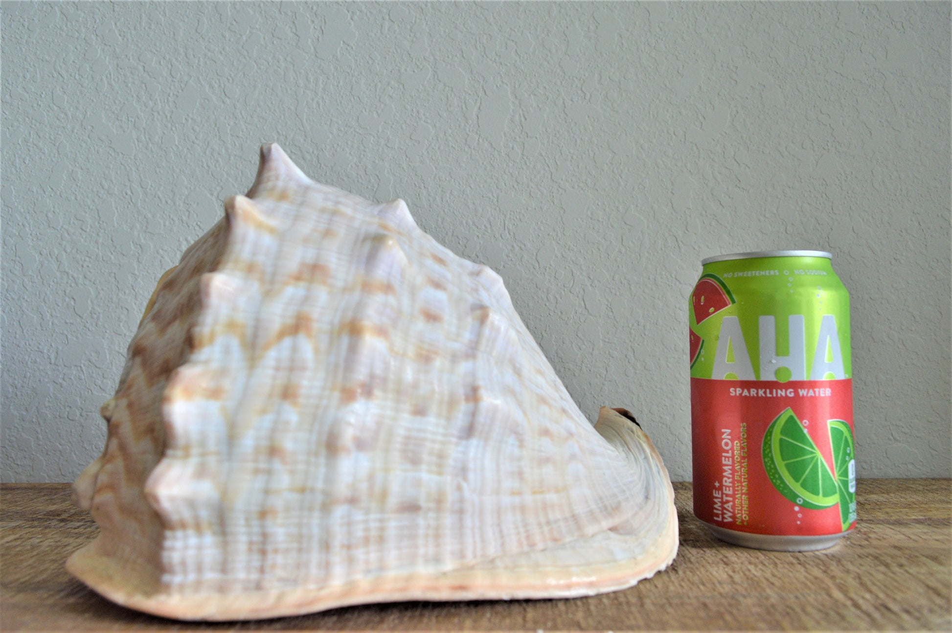 Queen Helmet Seashell Pick Size 5-9" Beach Nautical Décor Table Display Shell Gift