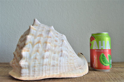 Queen Helmet Seashell Pick Size 5-9" Beach Nautical Décor Table Display Shell Gift
