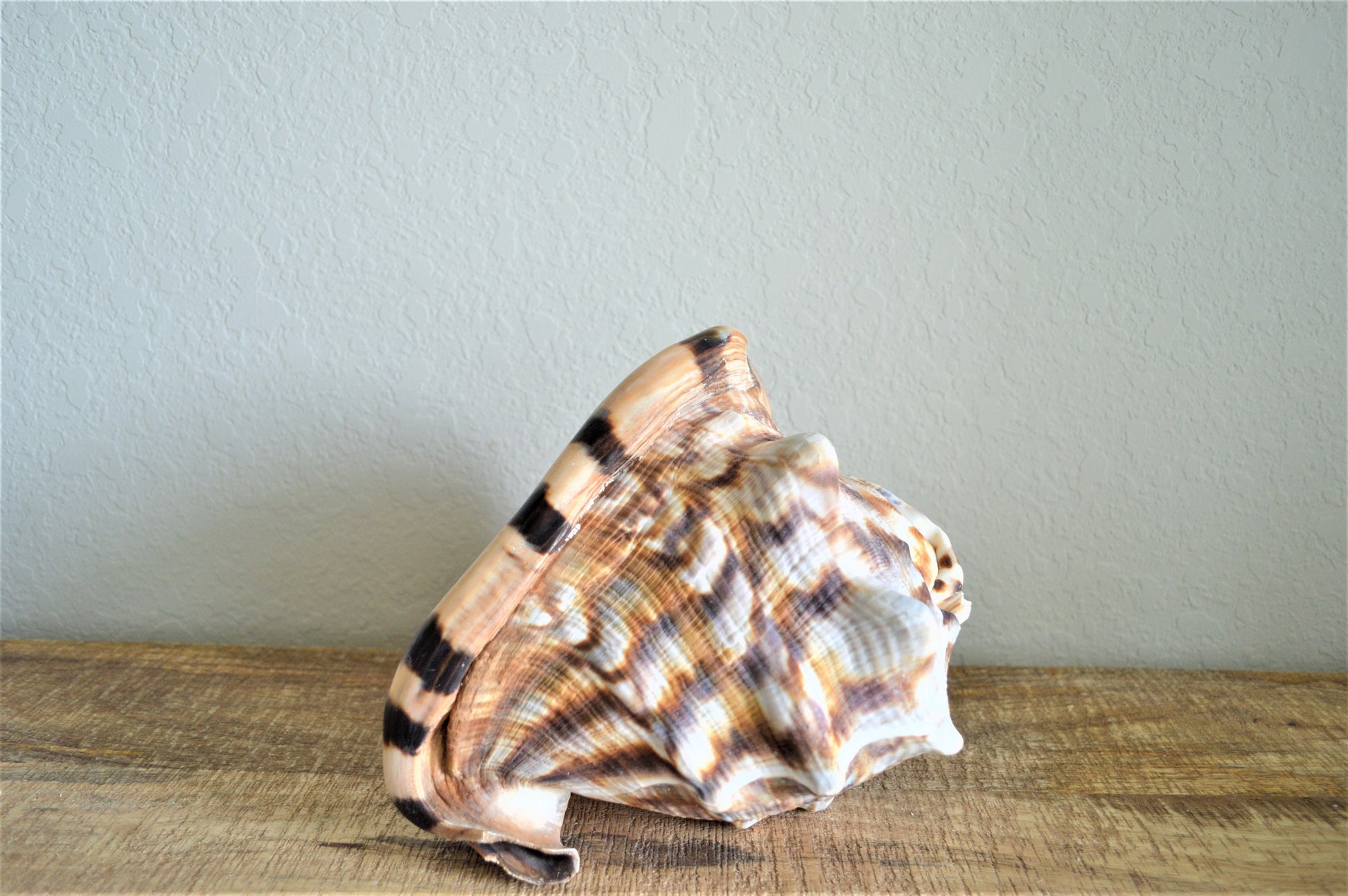 KING HORNED HELMET Shell *All Sizes* Natural Brown Patterned Display Seashell Coastal Décor