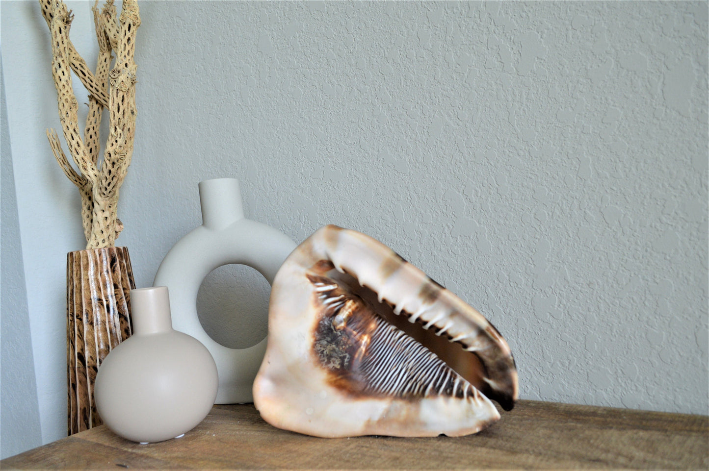 KING HORNED HELMET Shell *All Sizes* Natural Brown Patterned Display Seashell Coastal Décor