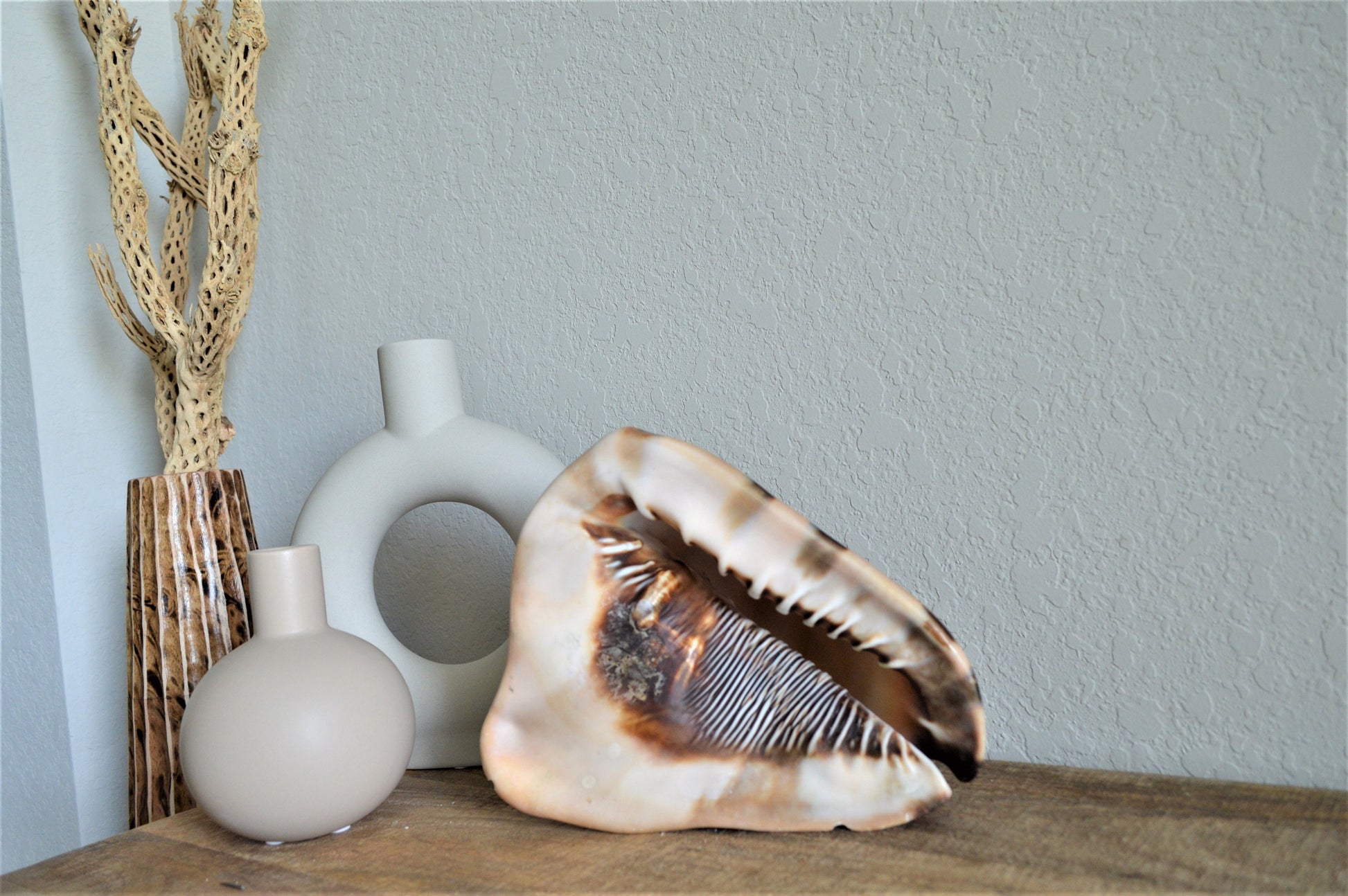 KING HORNED HELMET Shell *All Sizes* Natural Brown Patterned Display Seashell Coastal Décor