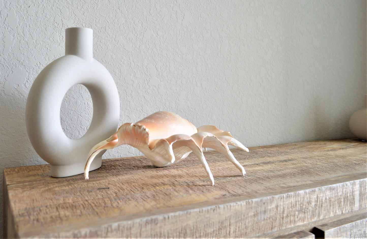LAMBIS SPIDER CONCH Shells Giant X-Large Display Seashells Natural Peach Color Coastal Décor