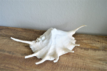 LAMBIS SPIDER CONCH Shells 12-15" *You Choose Size* Display Seashells