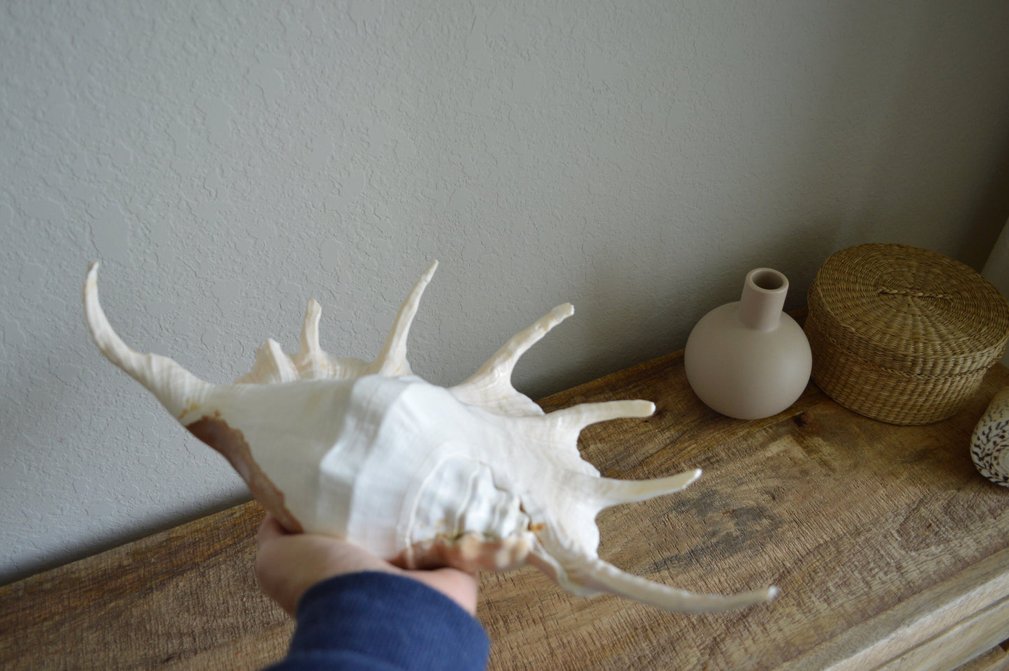 LAMBIS SPIDER CONCH Shells Giant X-Large Display Seashells Natural Peach Color Coastal Décor