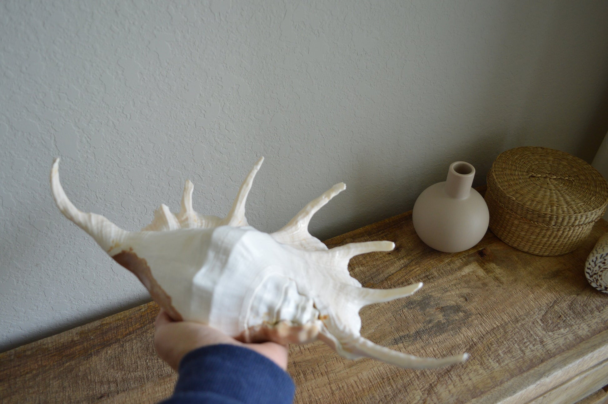 LAMBIS SPIDER CONCH Shells Giant X-Large Display Seashells Natural Peach Color Coastal Décor