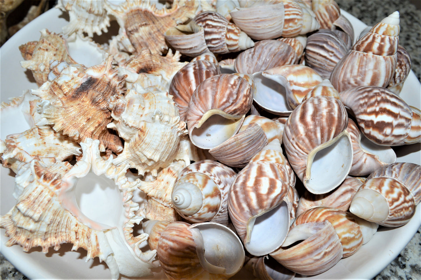 Hermit Crab Shells ALL SIZES You Pick Size Assorted Seashells Tun Turbo & More Coastal Crafts Décor