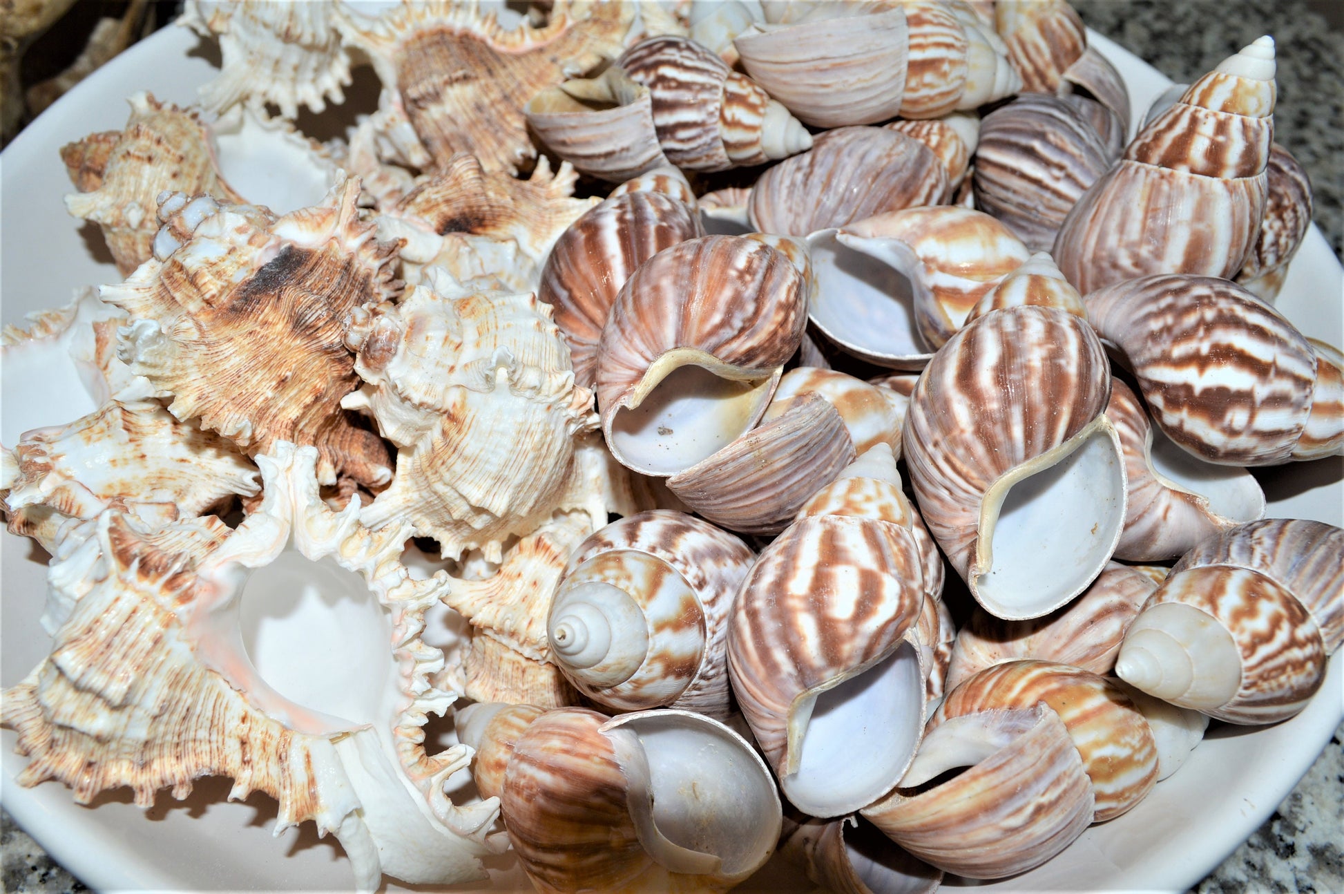 Hermit Crab Shells ALL SIZES You Pick Size Assorted Seashells Tun Turbo & More Coastal Crafts Décor