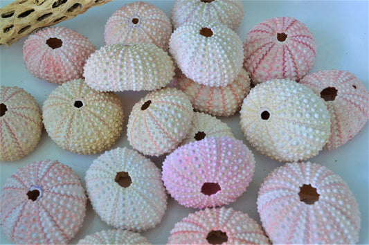 PINK Sea Urchins 1.5-2.5" Natural Color Beach Coastal Décor Seashells Crafts Air plant Holders Wedding favors