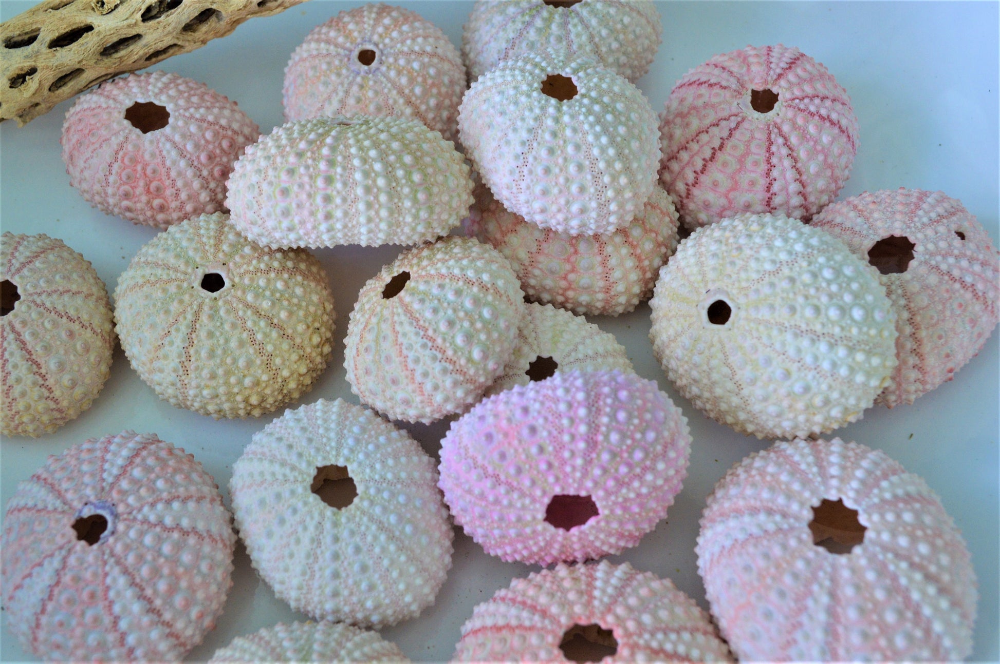 Pink Sea Urchin Shells (1.5-2.5") *You Choose Quantity* Coastal Crafts Décor
