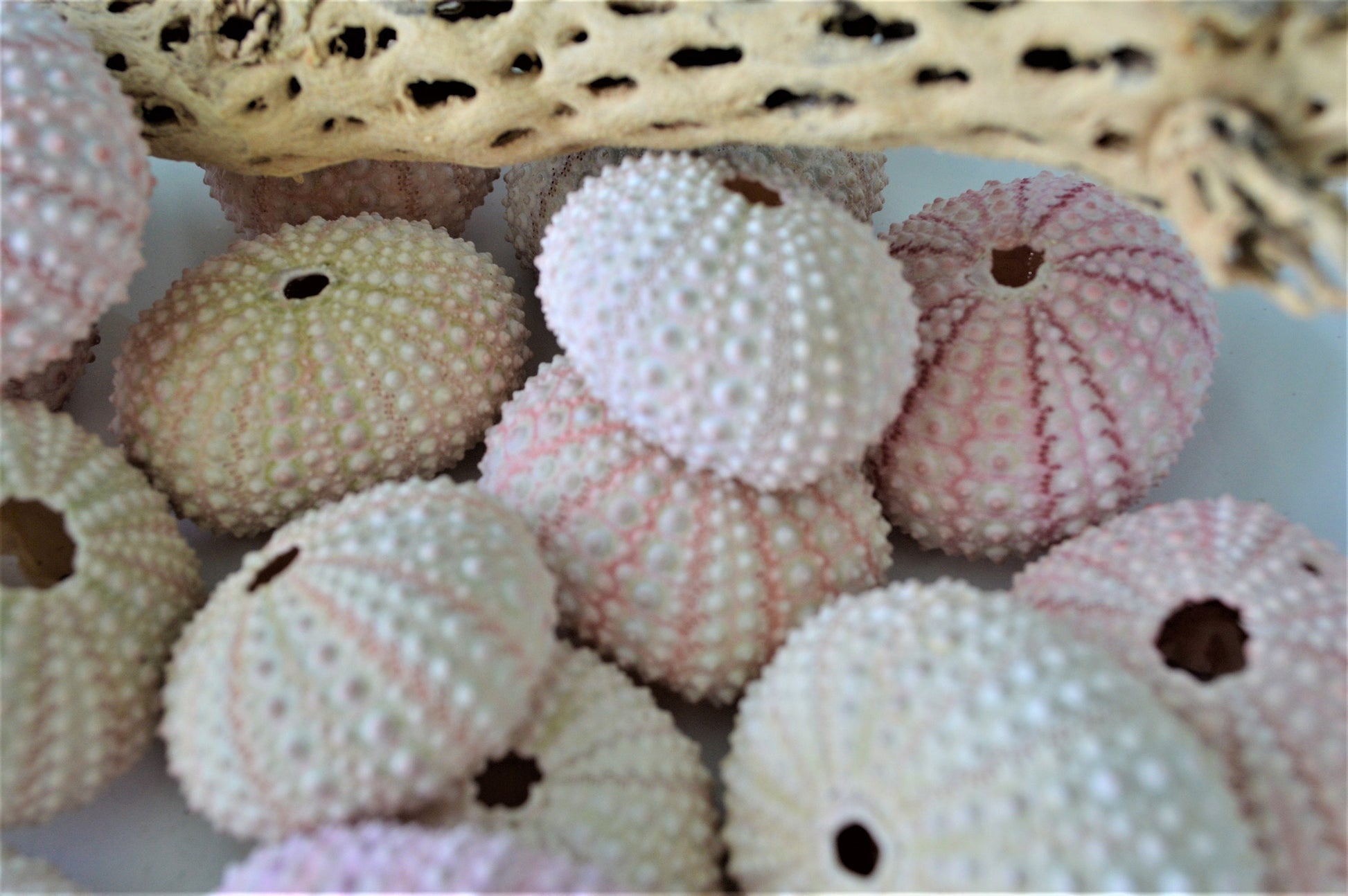 PINK Sea Urchins 1.5-2.5" Natural Color Beach Coastal Décor Seashells Crafts Air plant Holders Wedding favors