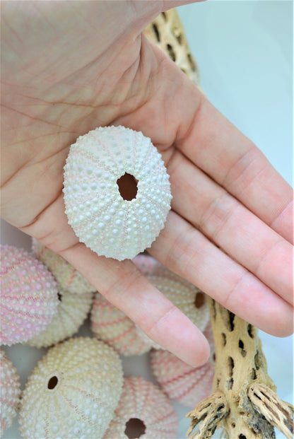 Pink Sea Urchin Shells (1.5-2.5") *You Choose Quantity* Coastal Crafts Décor