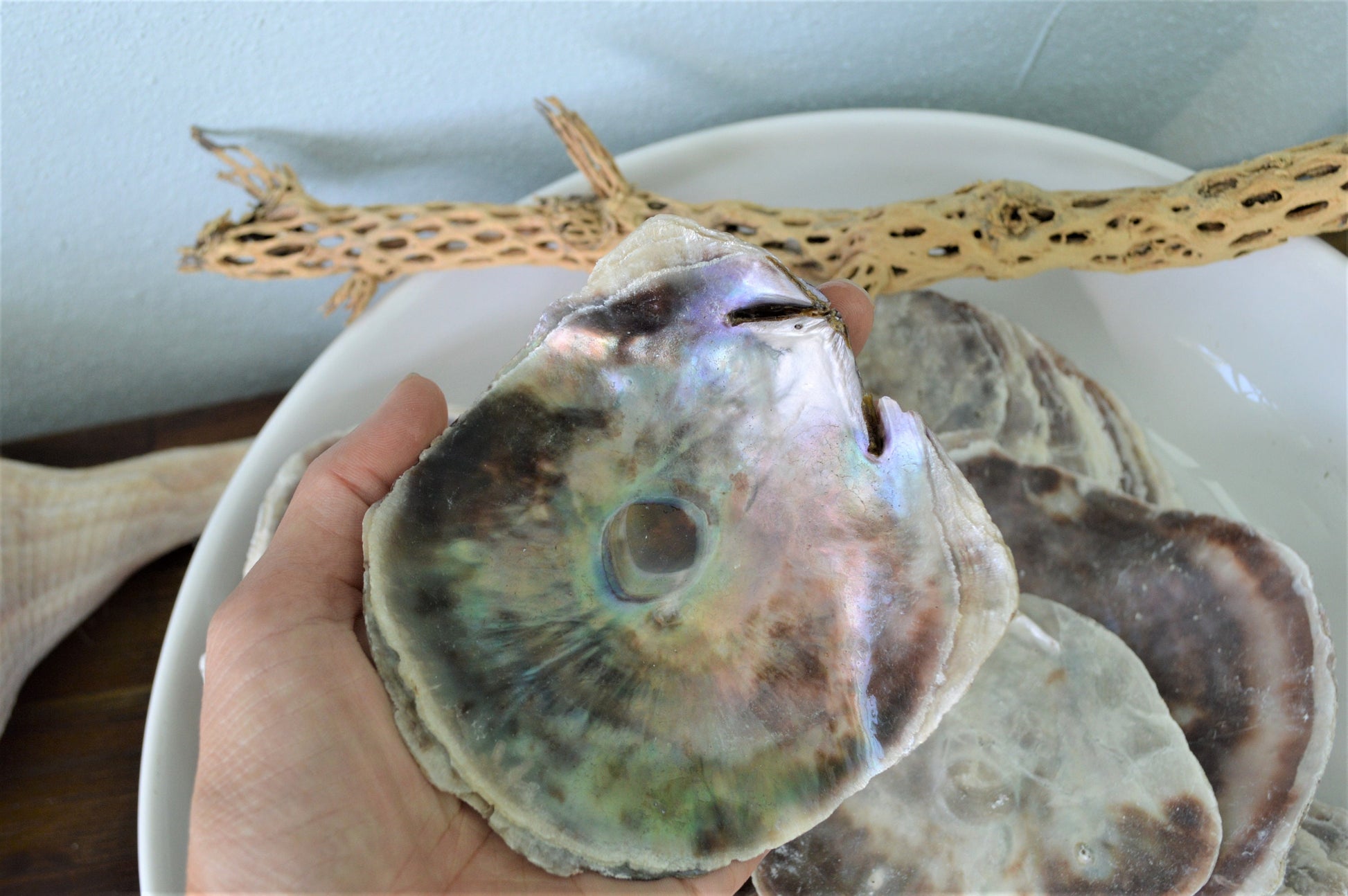 SADDLE OYSTER SHELLS 4-6" Natural Purple Color Craft Seashells Coastal Beach Décor