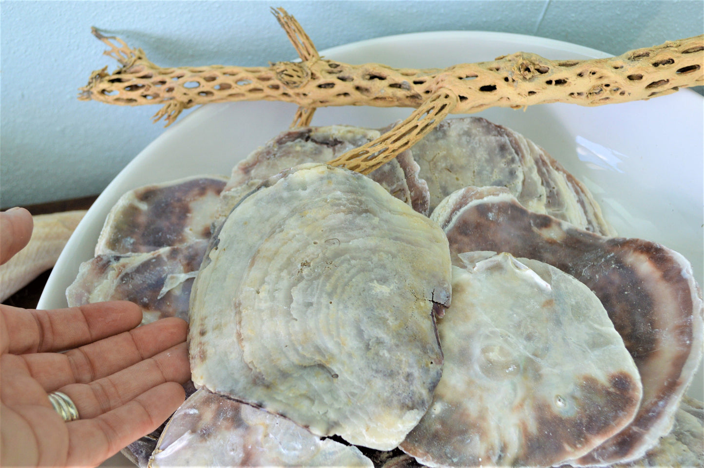 SADDLE OYSTER SHELLS 4-6" Natural Purple Color Craft Seashells Coastal Beach Décor