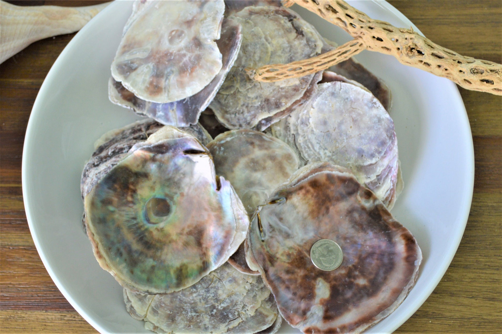 SADDLE OYSTER SHELLS 4-6" Natural Purple Color Craft Seashells Coastal Beach Décor