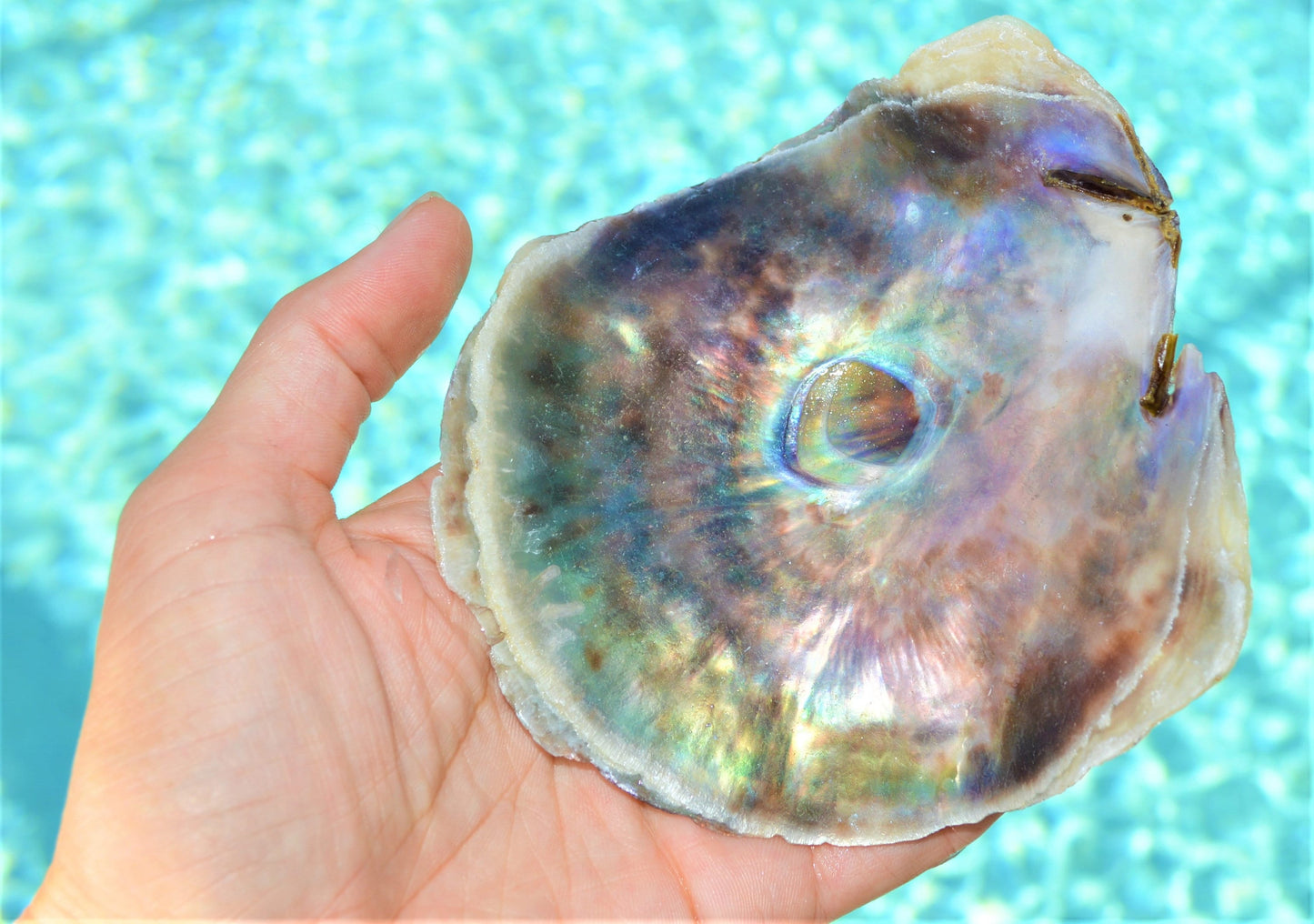 SADDLE OYSTER SHELLS *You Choose Quantity* XLarge 4-6" Natural Color Craft Seashells Coastal Beach Décor Placuna Cella Purple Silver Rainbow