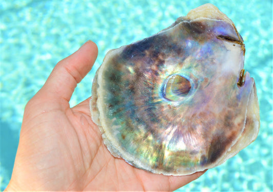 SADDLE OYSTER SHELLS *You Choose Quantity* XLarge 4-6" Natural Color Craft Seashells Coastal Beach Décor Placuna Cella Purple Silver Rainbow