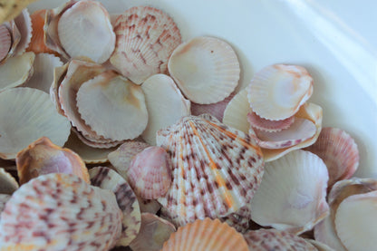 CALICO SCALLOP SANIBEL Shells *You Choose Size & Quantity* .5-2" Natural Colorful Small Craft Seashells Coastal Beach Home Décor