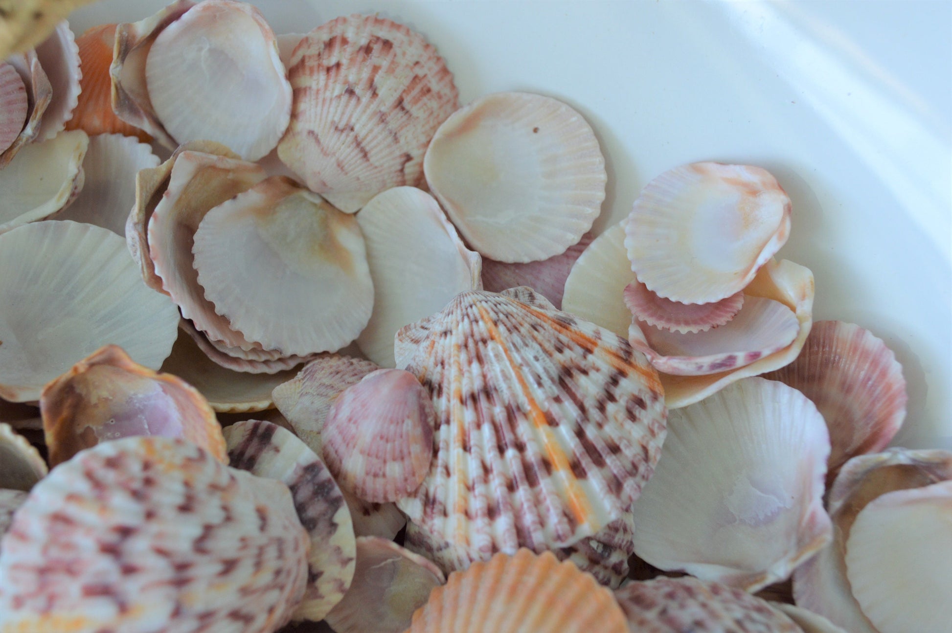 Calico Scallop Shells (.5-2") *You Choose Size & Quantity* Colorful Craft Seashells