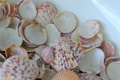 Calico Scallop Shells (.5-2") *You Choose Size & Quantity* Colorful Craft Seashells