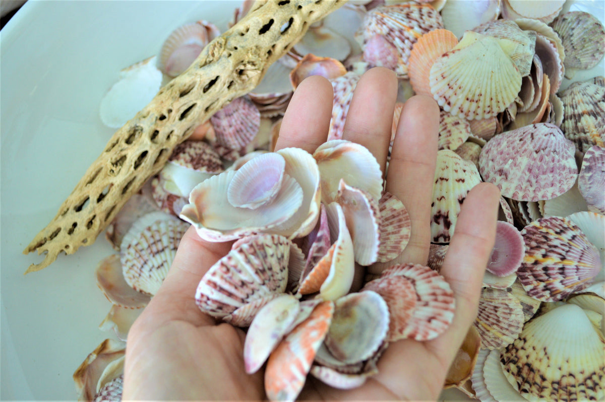 Calico Scallop Shells (.5-2") *You Choose Size & Quantity* Colorful Craft Seashells