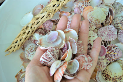 Calico Scallop Shells (.5-2") *You Choose Size & Quantity* Colorful Craft Seashells