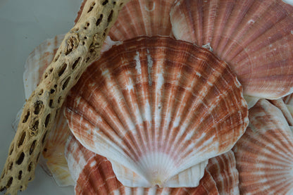 Irish Flat Scallops X-Large 4-6" Shells Seashells White Tan Coastal Décor Beach Wedding Supplies