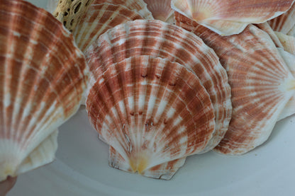 Irish Flat Scallops Shells: 4-6.25" *You Choose Size* Natural Craft Seashells