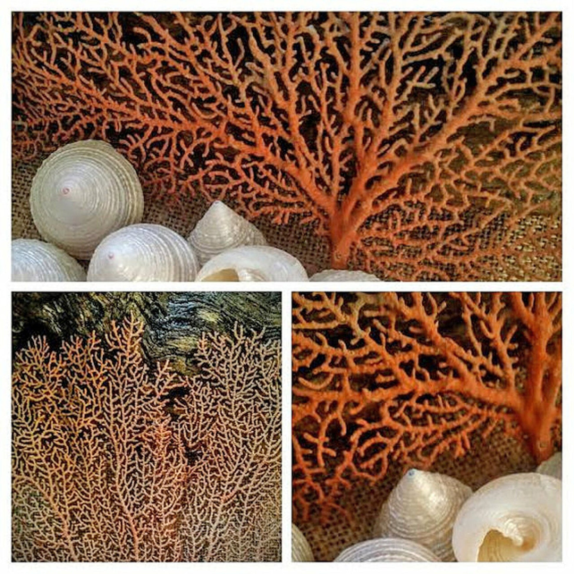 100% REAL Dried Ocean Sea Fans *You Choose Size* 7-25" Natural Coral Orange Red Color Beach Coastal Nautical Home Décor Wall Art Gift