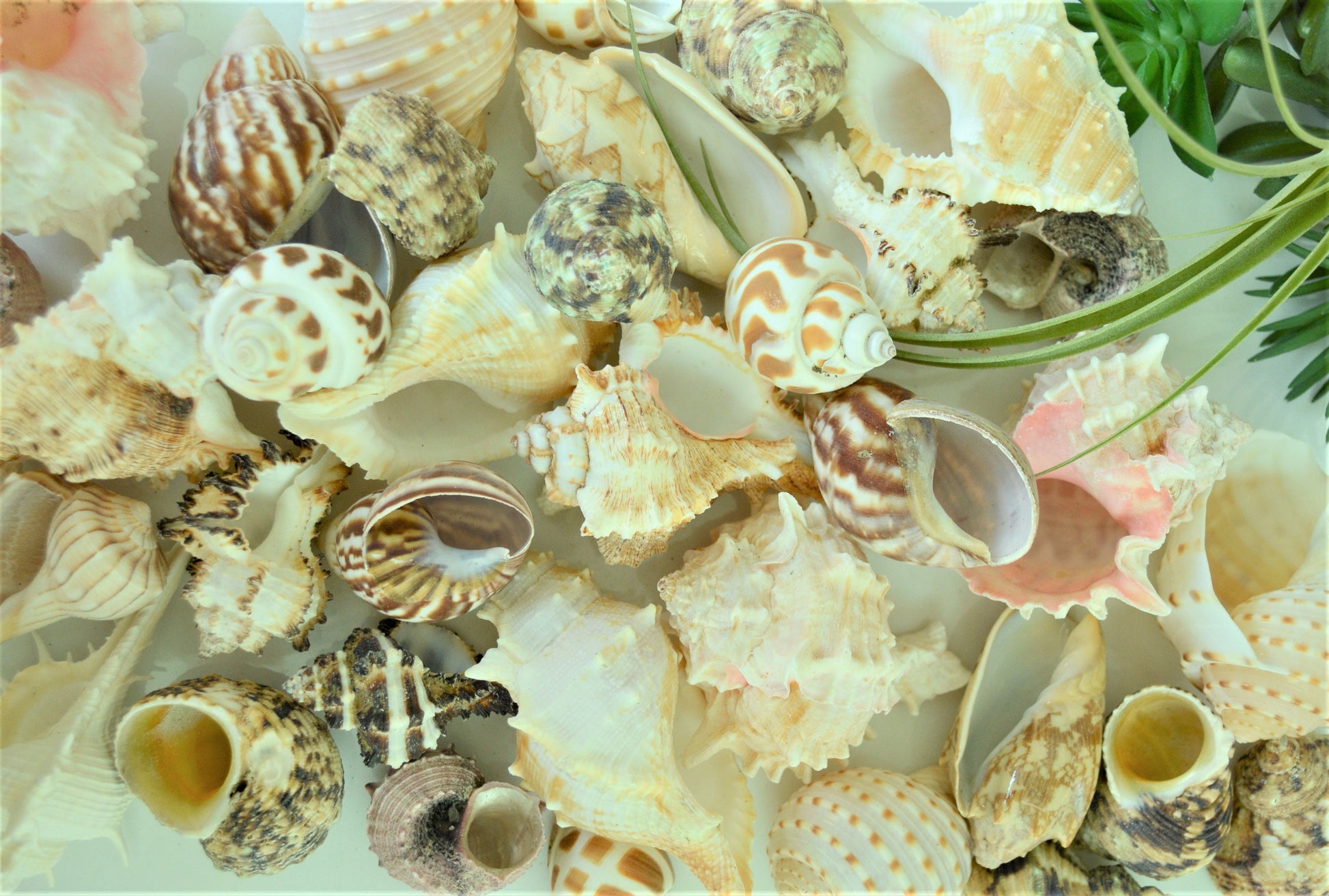 Hermit Crab Shells ALL SIZES You Pick Size Assorted Seashells Tun Turbo & More Coastal Crafts Décor