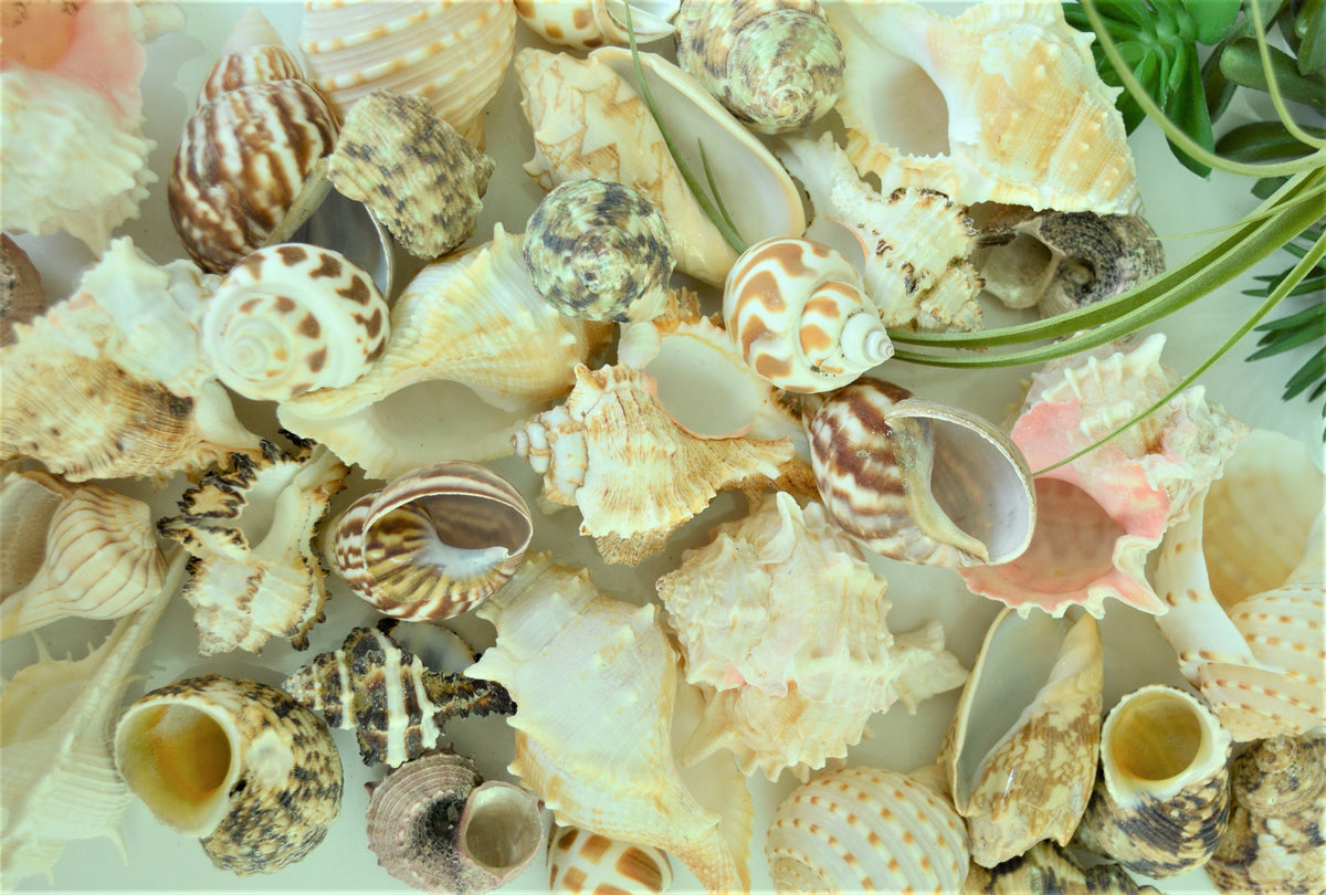 Hermit Crab Shells *Quantity & Size Of Your Choose* XS-XL Natural Assorted Seashells