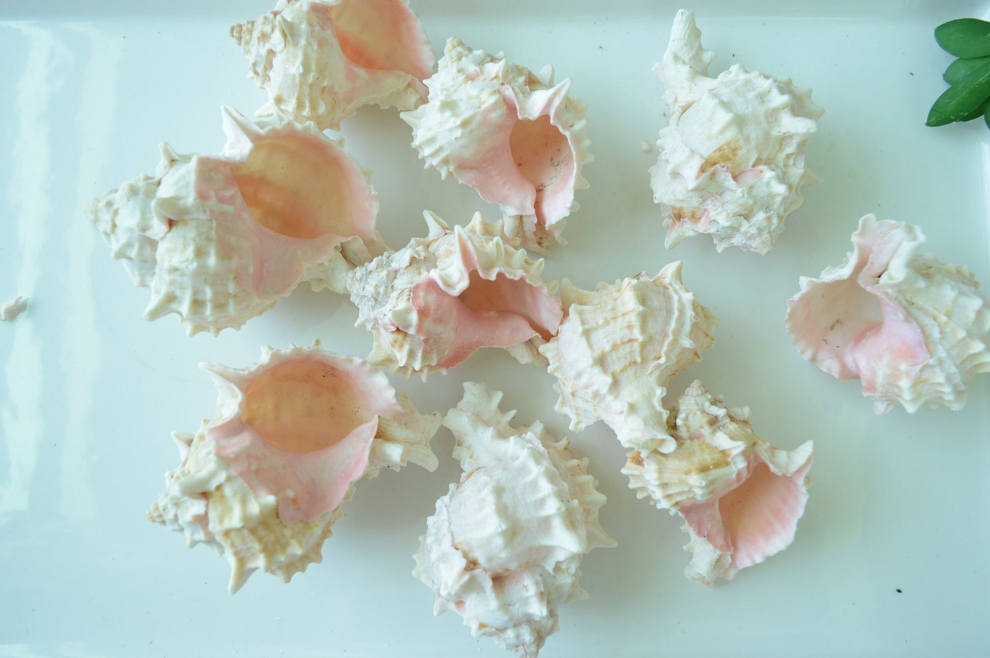 Hermit Crab Shells ALL SIZES You Pick Size Assorted Seashells Tun Turbo & More Coastal Crafts Décor