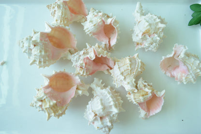 Hermit Crab Shells *Quantity & Size Of Your Choose* XS-XL Natural Assorted Seashells