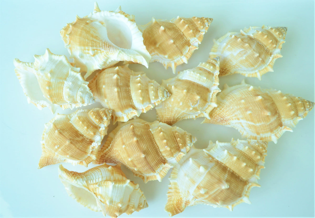 Hermit Crab Shells *Quantity & Size Of Your Choose* XS-XL Natural Assorted Seashells