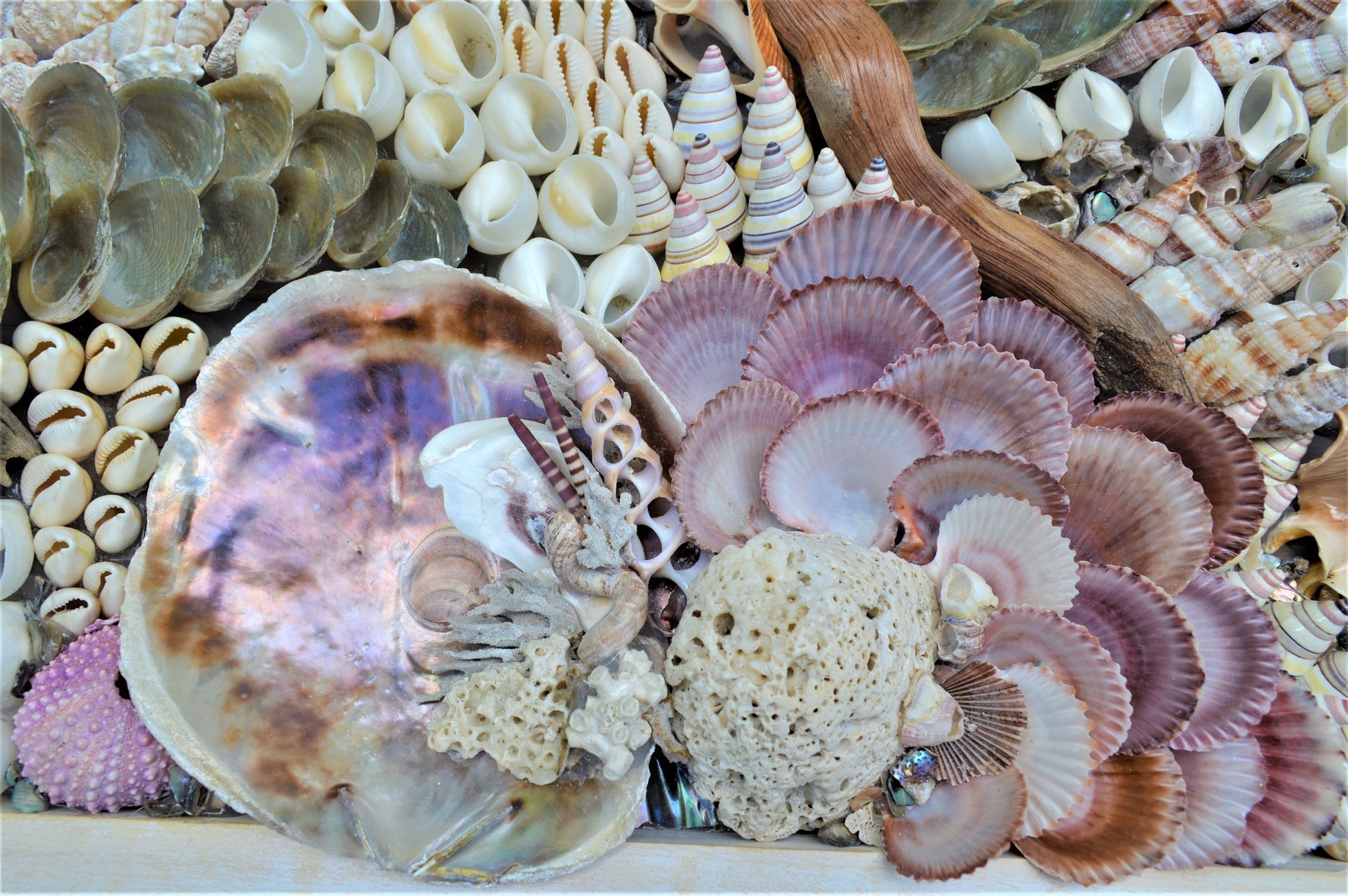 Handmade Sea Shells Coastal Wall Art 36x12" Seashells Driftwood Urchins Barnacles Coral Beach Décor Hanging Purple White Beige Seashell
