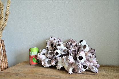 XS-XL 3-14" You Choose Size Purple Barnacle Clusters Coastal Beach Décor Nautical Display Air Planter Holder Free Shipping
