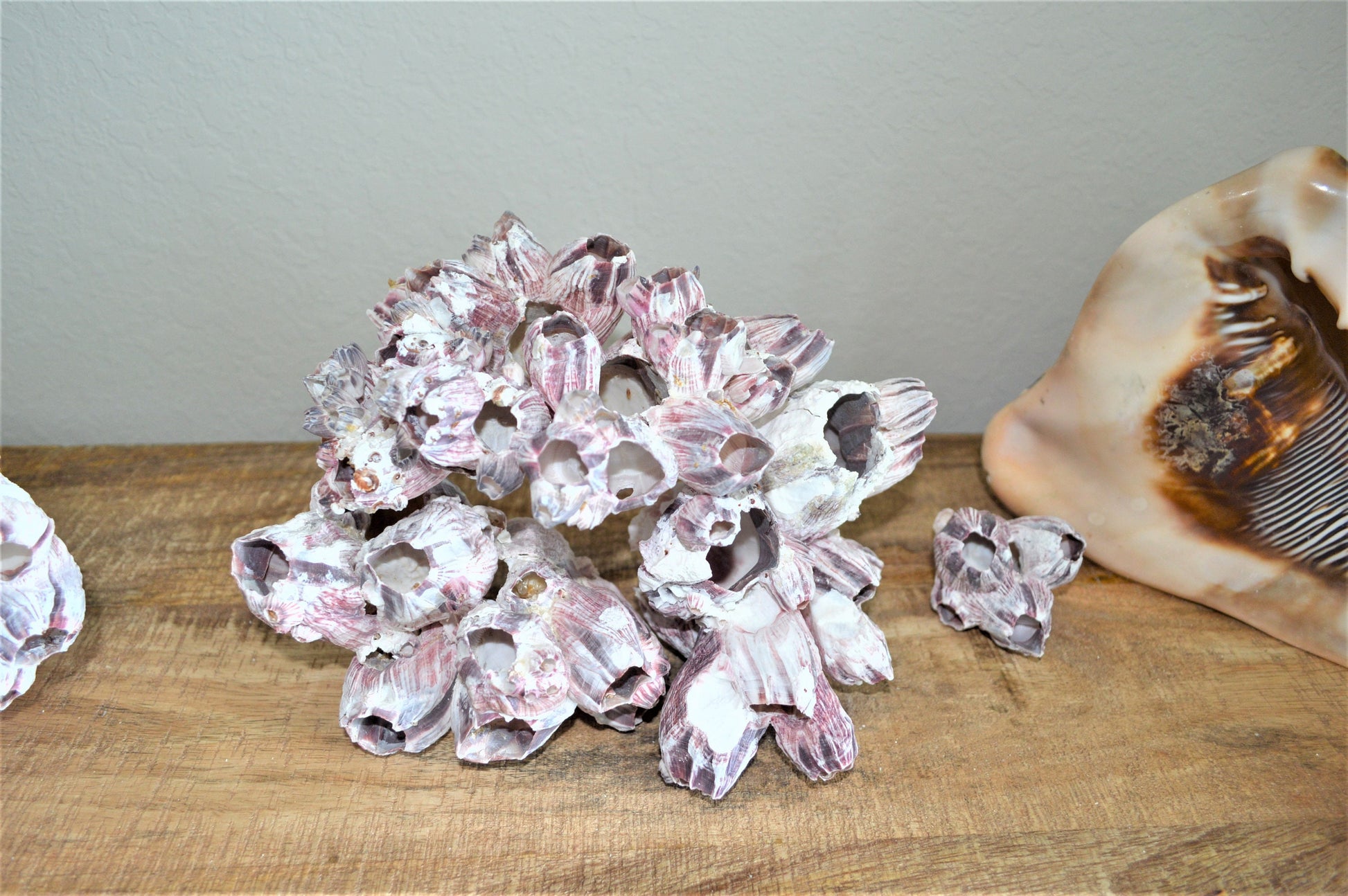 Purple Barnacle Clusters 3-14" *You Choose Size* Coastal Décor Air Planter Holder