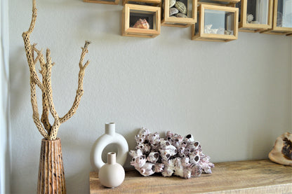 XS-XL 3-14" You Choose Size Purple Barnacle Clusters Coastal Beach Décor Nautical Display Air Planter Holder Free Shipping