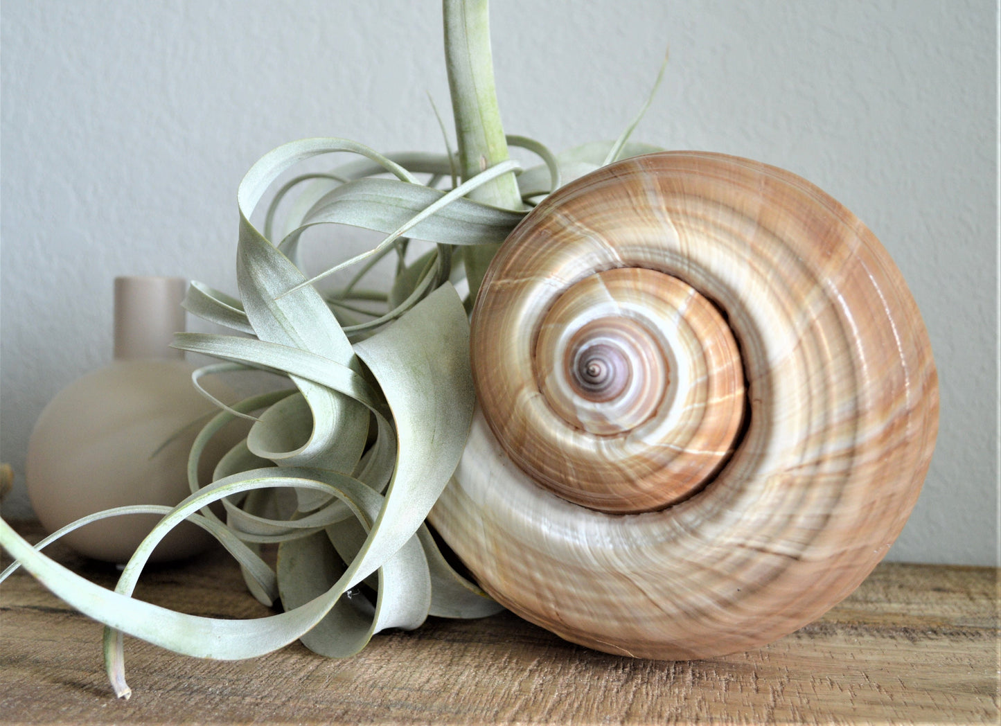 Giant Tonna Seashell *Up to 10"* Natural Beach House Décor Planter