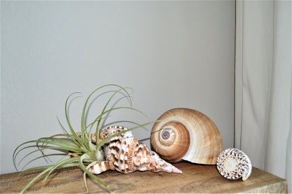 TONNA OLEARIUM SHELLS Huge *All Sizes* Natural Brown White Display Seashell Beach House Décor