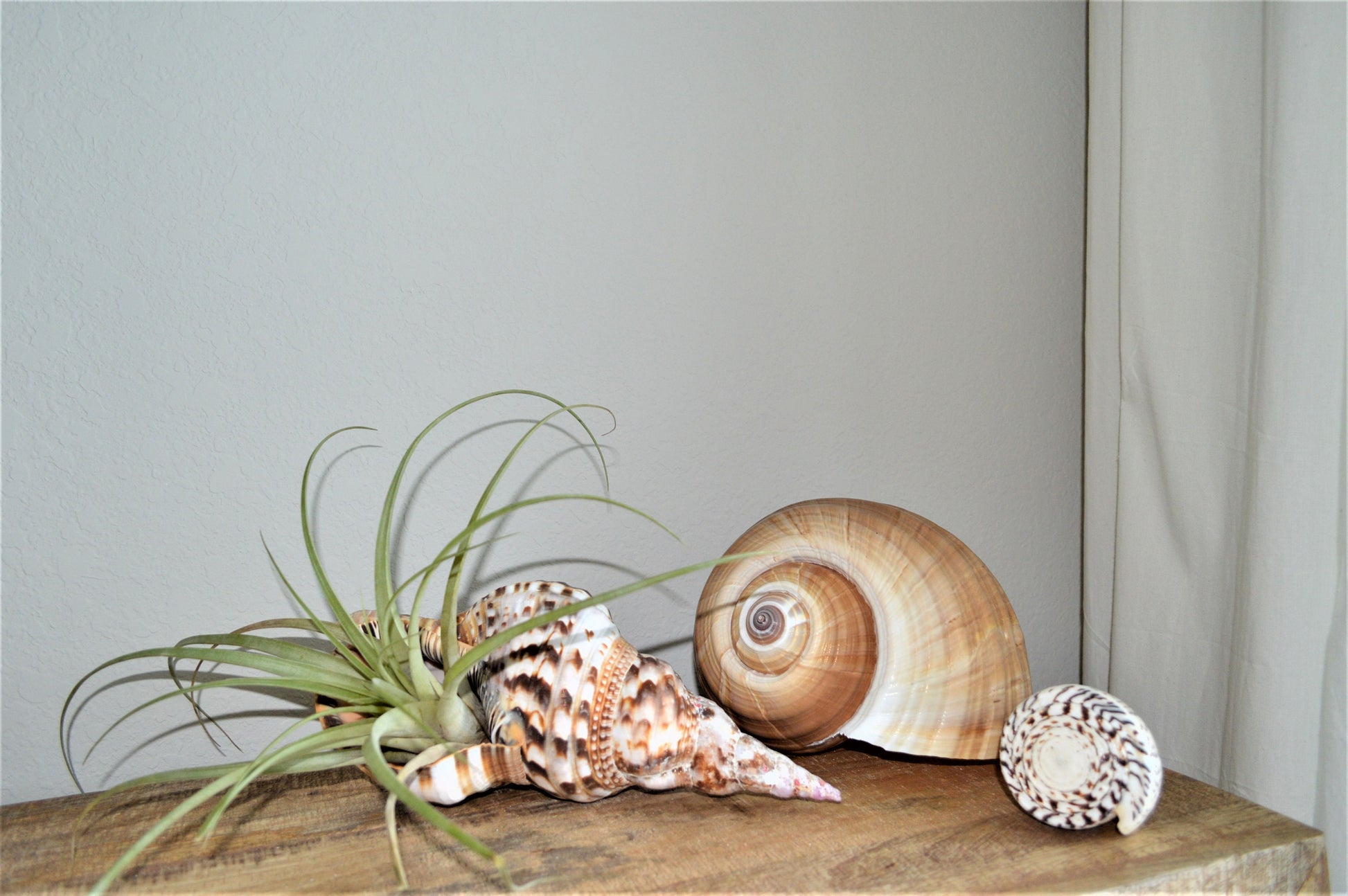 Tonna Olearium Seashell *Up to 10"* Natural Beach House Décor Planter