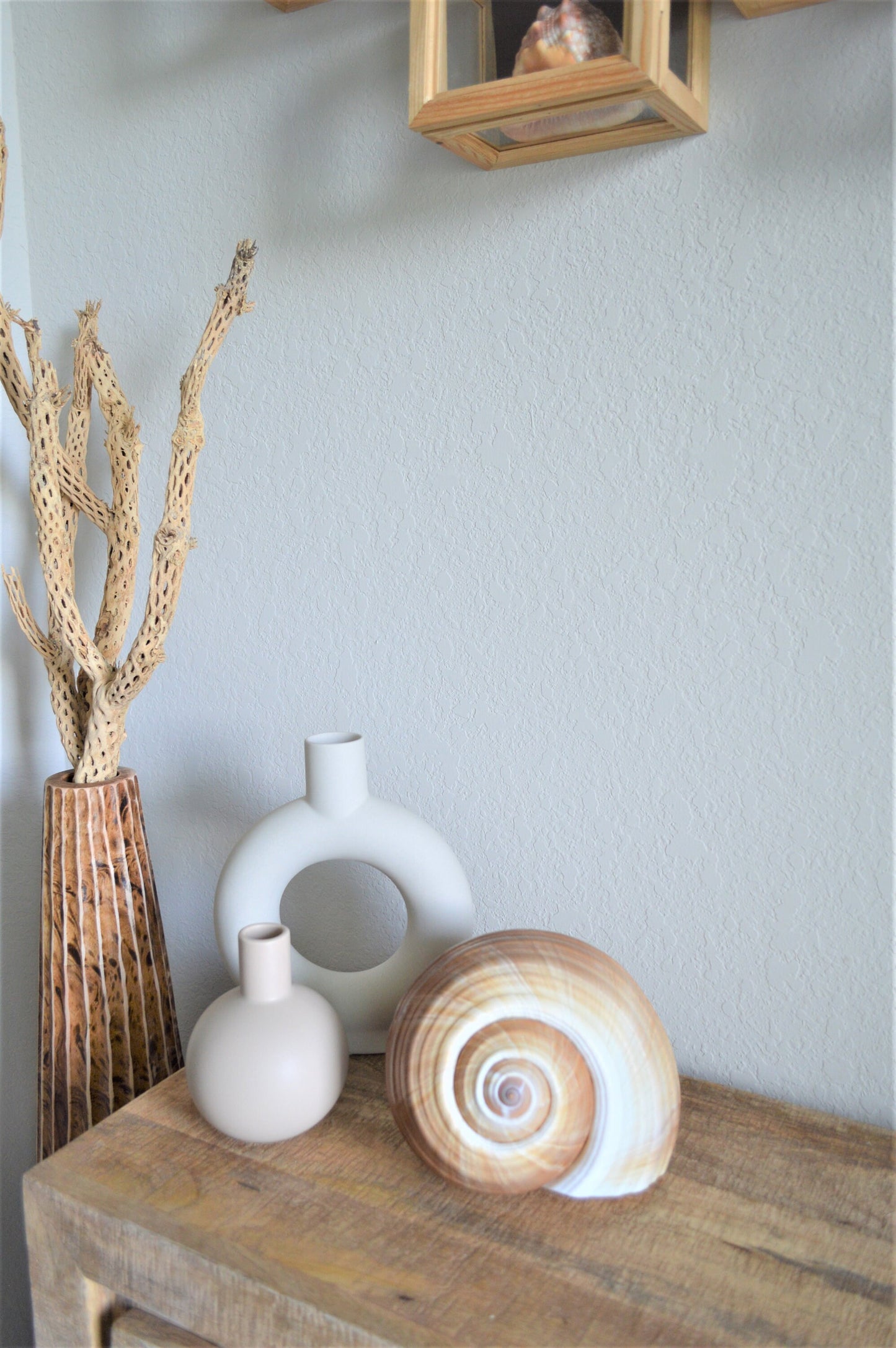 TONNA OLEARIUM SHELLS Huge *All Sizes* Natural Brown White Display Seashell Beach House Décor