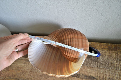 Giant Tonna Seashell *Up to 10"* Natural Beach House Décor Planter