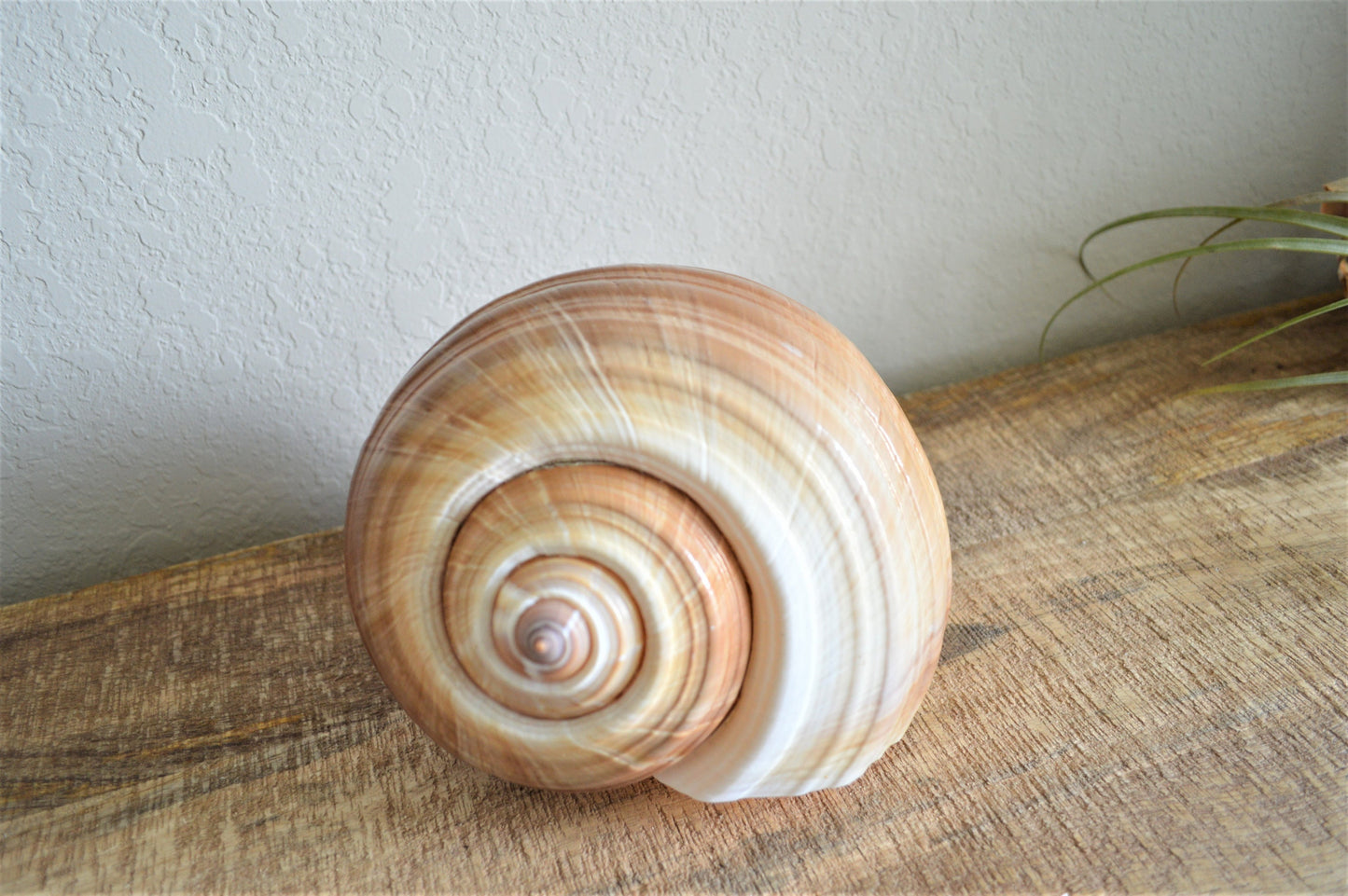 TONNA OLEARIUM SHELLS Huge *All Sizes* Natural Brown White Display Seashell Beach House Décor