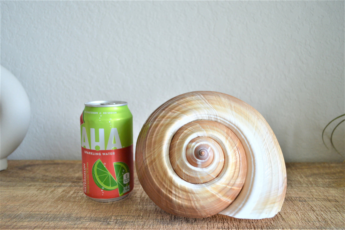 TONNA OLEARIUM SHELLS Huge *All Sizes* Natural Brown White Display Seashell Beach House Décor