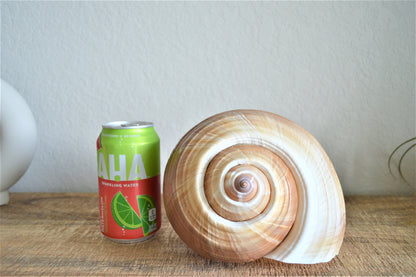 TONNA OLEARIUM SHELLS Huge *All Sizes* Natural Brown White Display Seashell Beach House Décor
