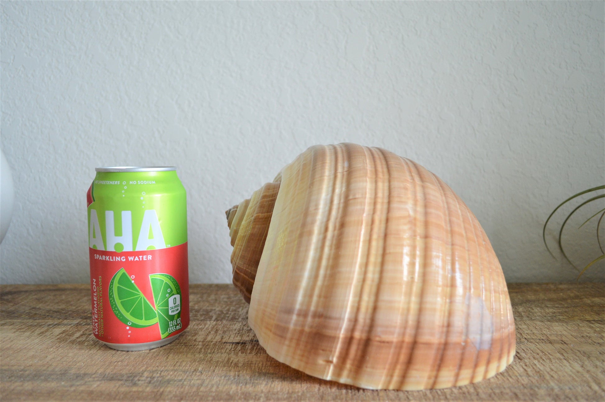 Tonna Olearium Seashell *Up to 10"* Natural Beach House Décor Planter