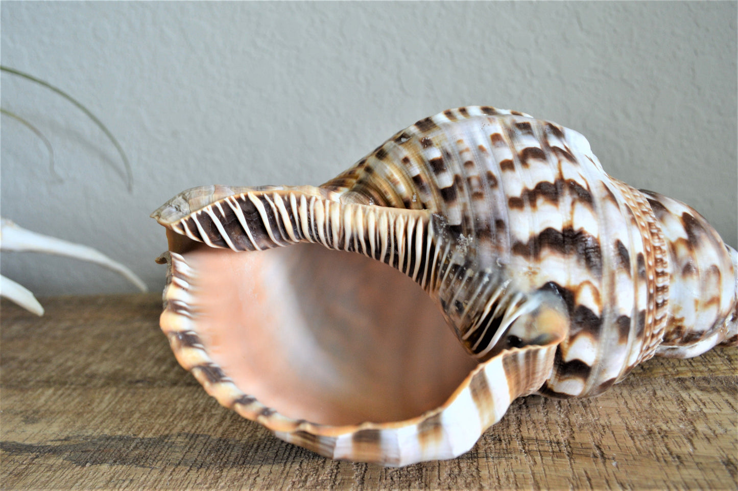 CARIBBEAN TRITON TRUMPET *All Sizes* Natural Brown White Pattered Display Seashell Coastal Beach Home Décor